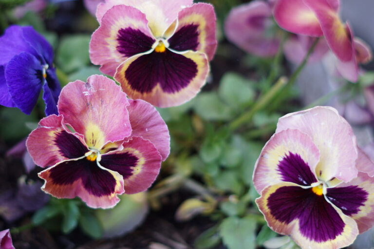Blumen mit Schmetterlingsmuster